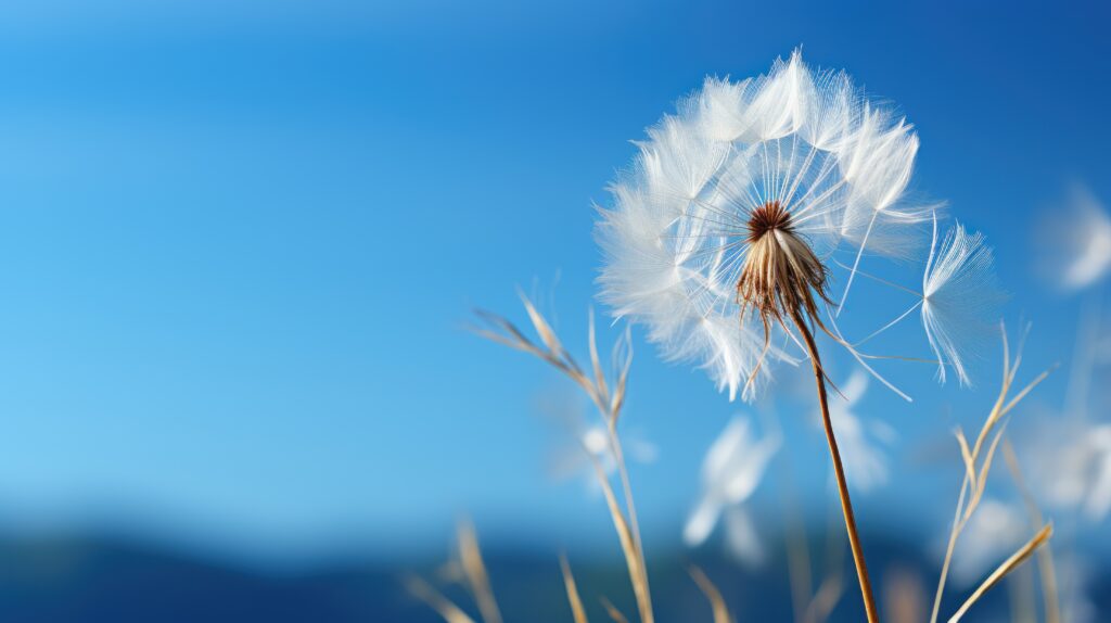 Image d'un pissenlit - allergies