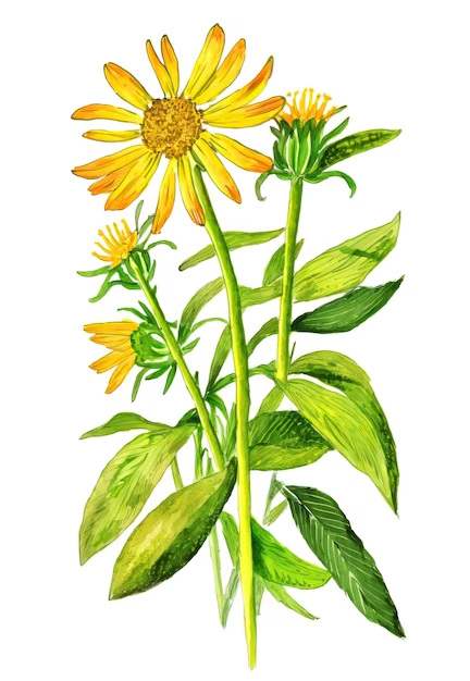 Illustration de l'arnica (fleur)