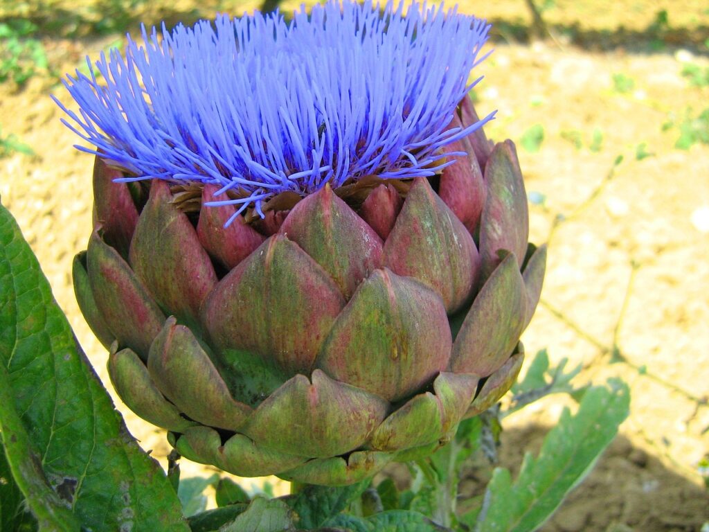 Photo d'un artichaut fleuri