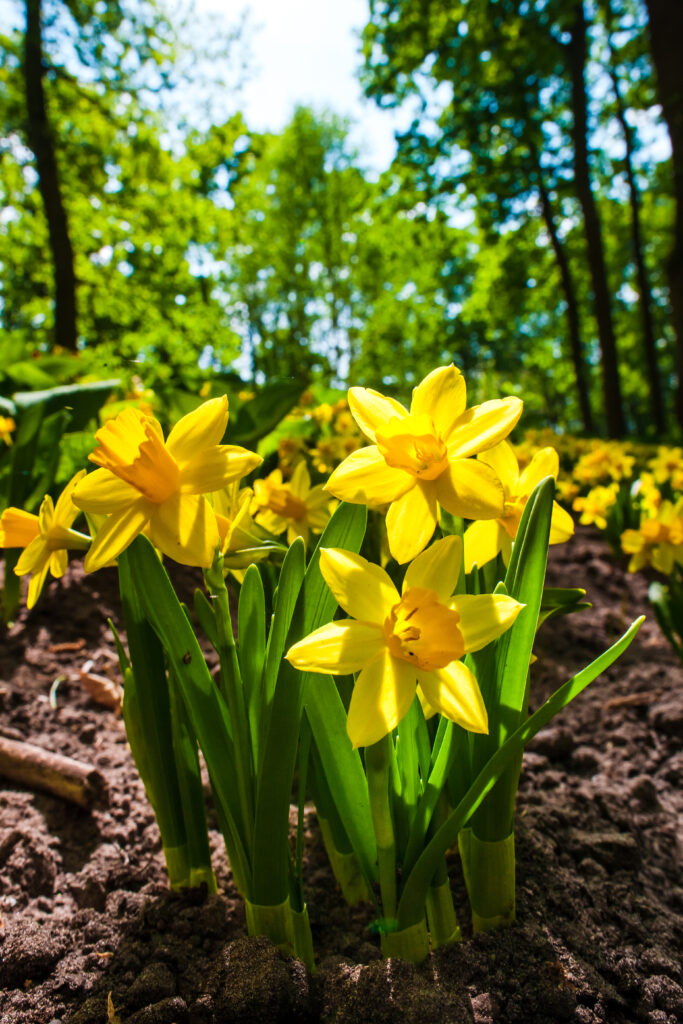 Image de fleurs lors du printemps