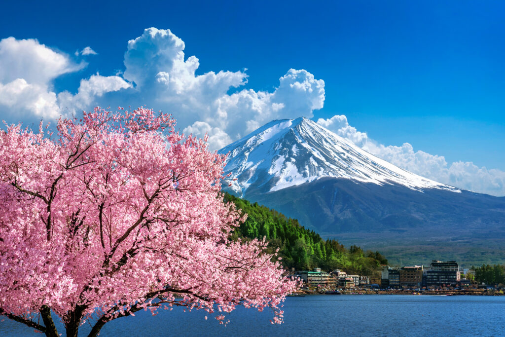 Photo du mont fuji avec les arbre en fleurs pour le printemps