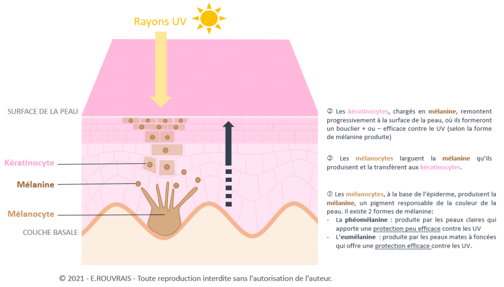 Les kératinocytes, mélanocytes et production de mélanine lors le l'expostion UV du soleil