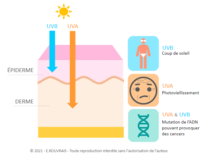 Infographie montrant l'effet des rayons du soleil sur la peau UVA et UVB.