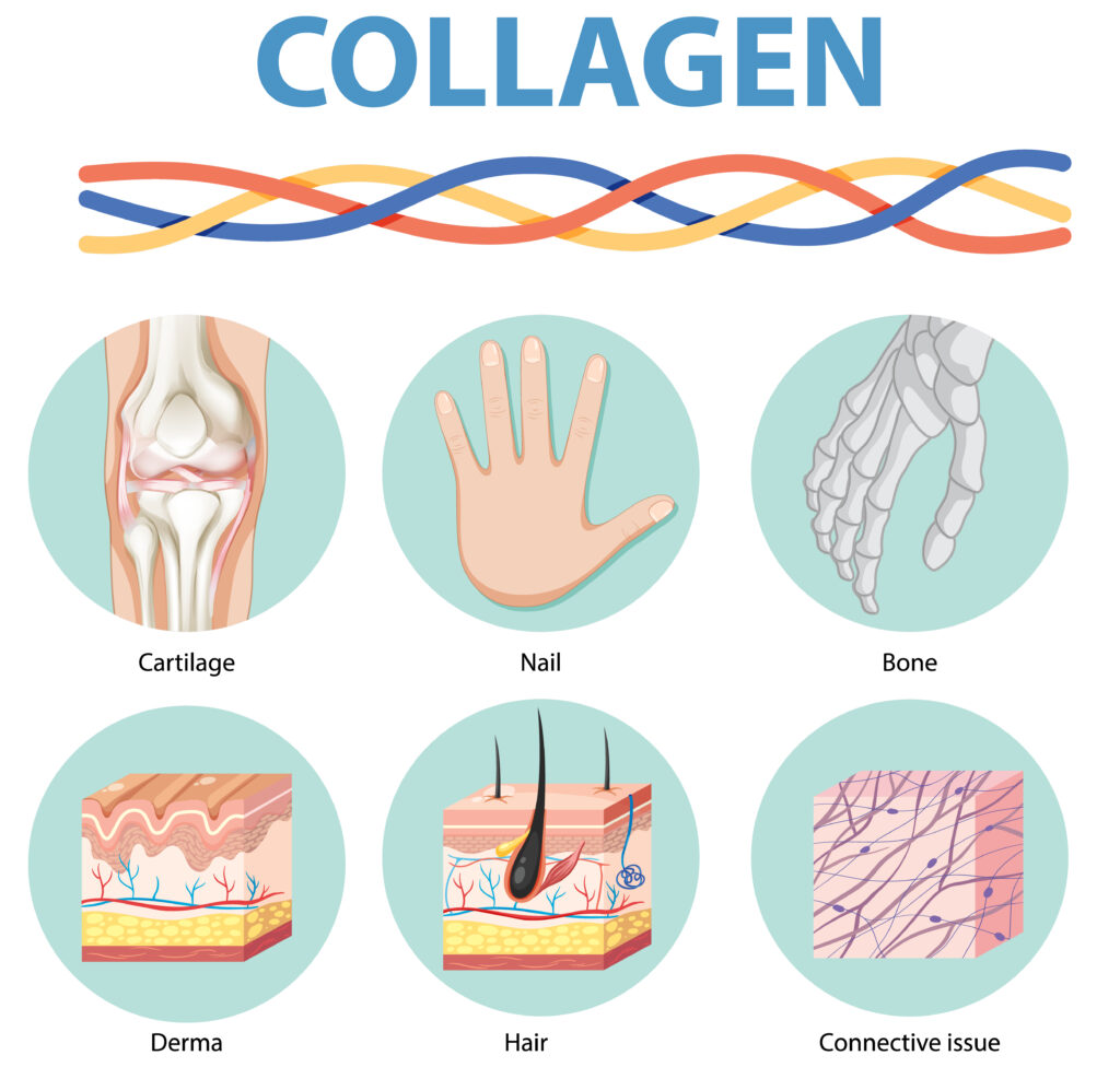 Image montrant toutes les parties du corps comportant du collagène