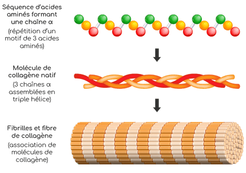 Image montrant la structure du collagène