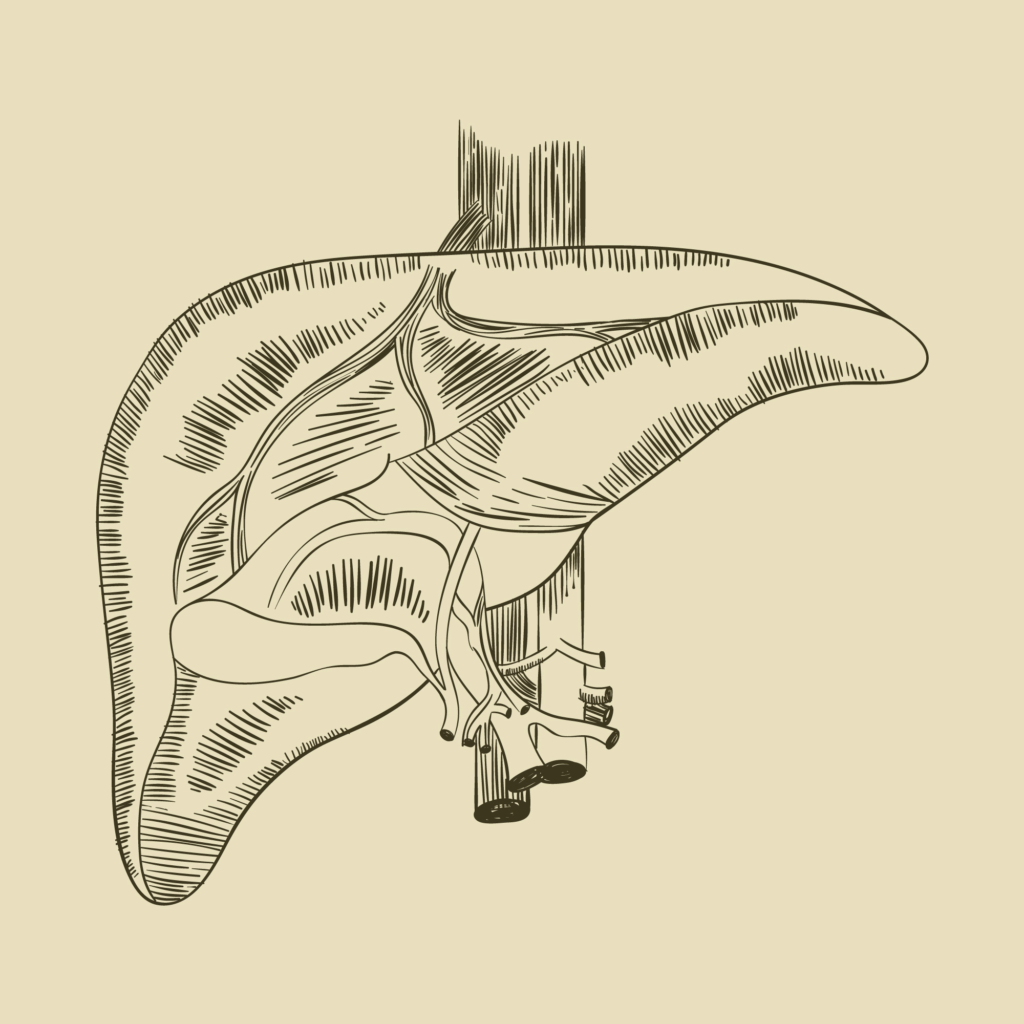 illustration du foie humain organe clé de la santé